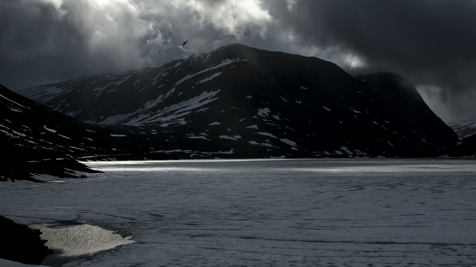 Seagull flying over glacier