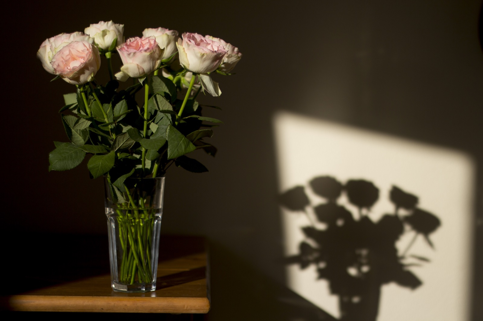 Roses in Evening Sun