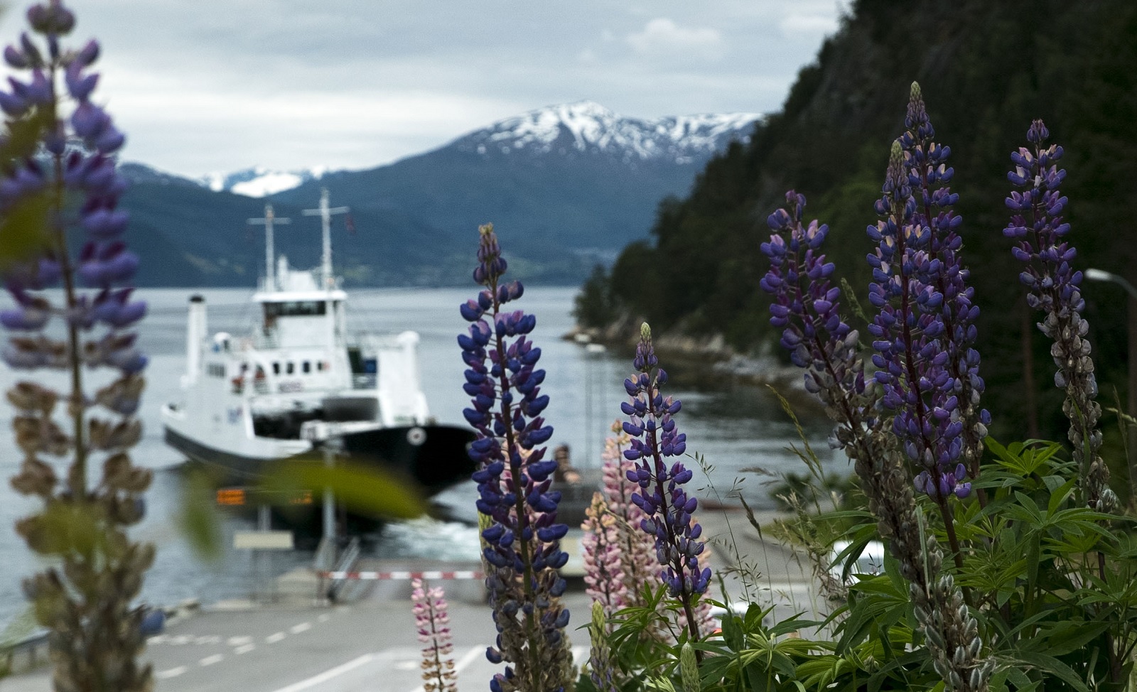 Ferry and Lupins.