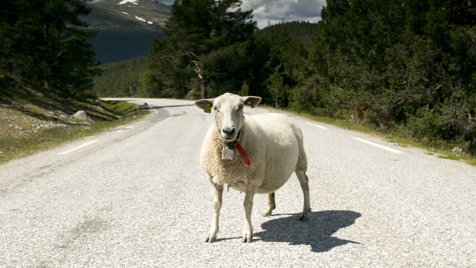 Sheep on Road.